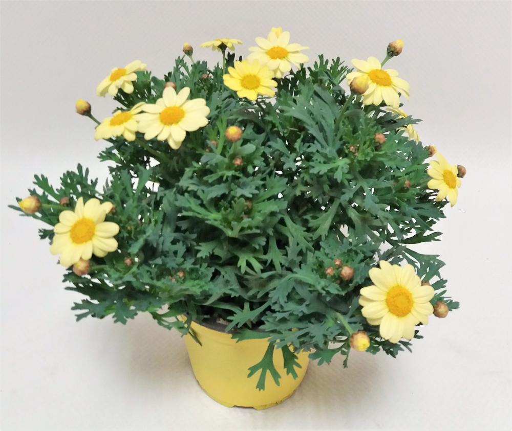 Anthemis jaune buisson 18