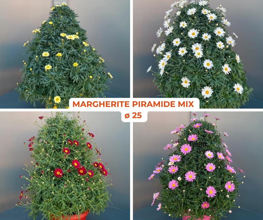 Anthemis mix pyramide