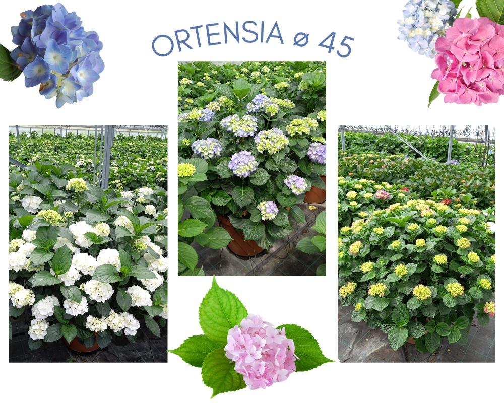 Hortensia