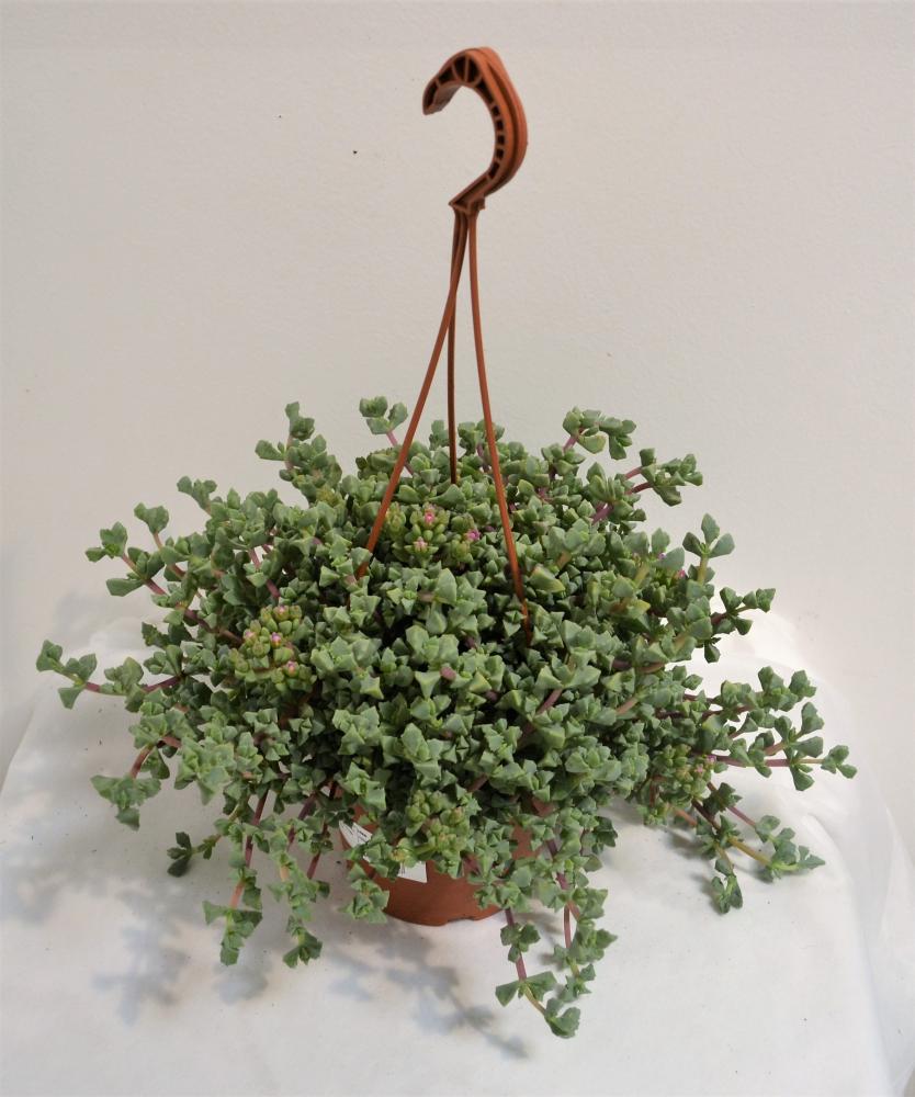 Oscularia deltoide suspension