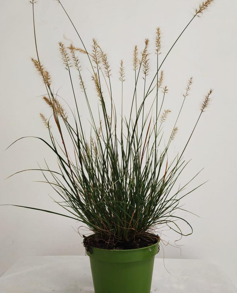pennisetum alopecuroides