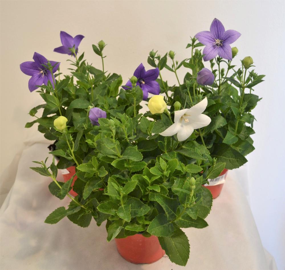 Platycodon grandiflorus