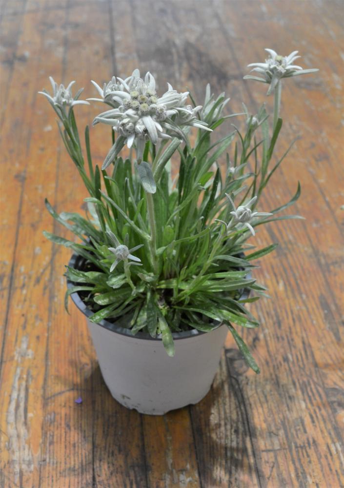 Edelweiss / etoile d'argent