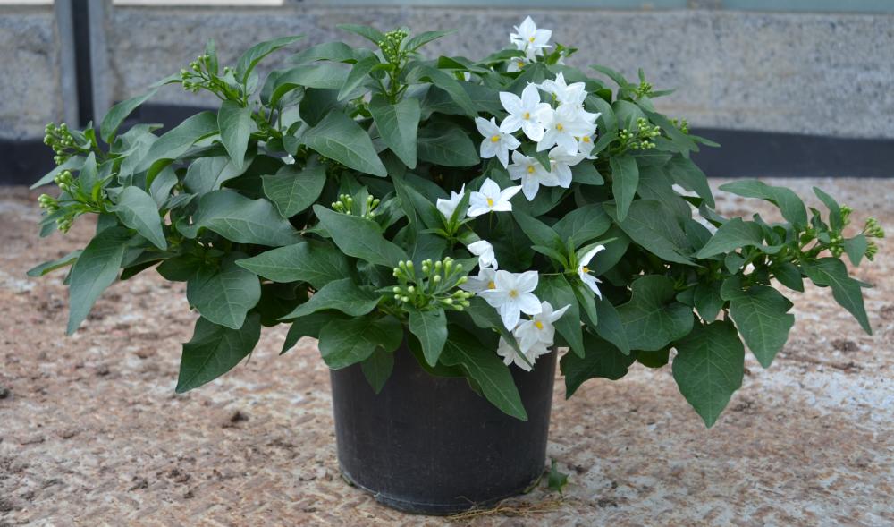 Solanum jasminoides