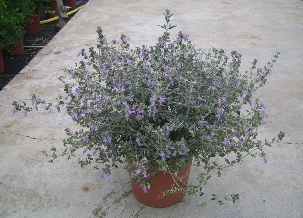 Teucrium