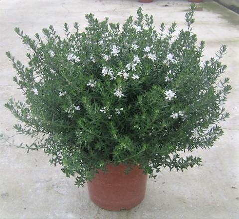 Westringia fruticosa