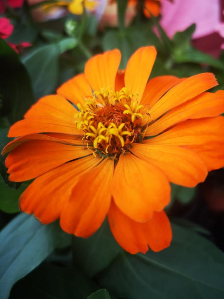 Zinnia 12