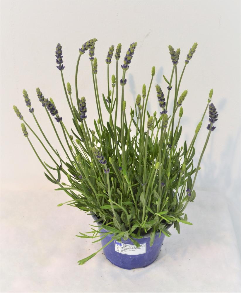 Lavande hidcote