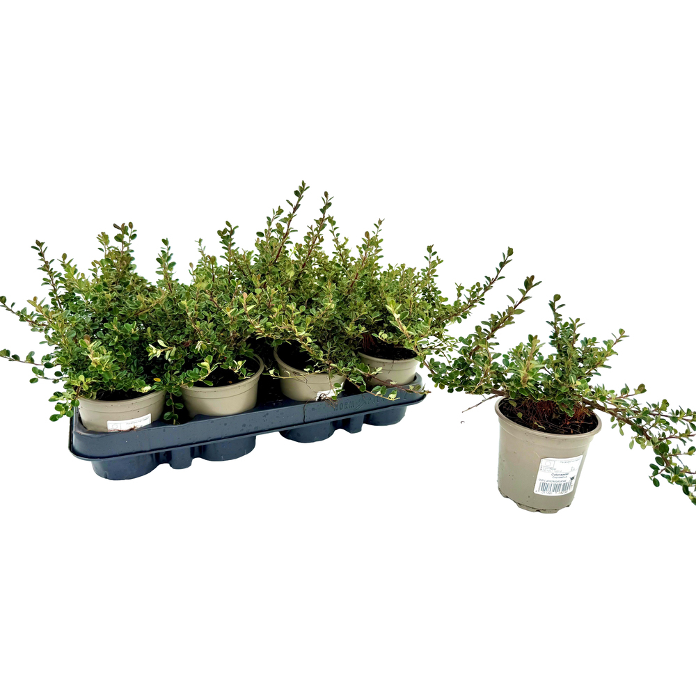 Cotoneaster micro cochleathus