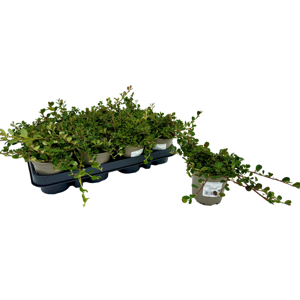 Cotoneaster micro frieders evergreen