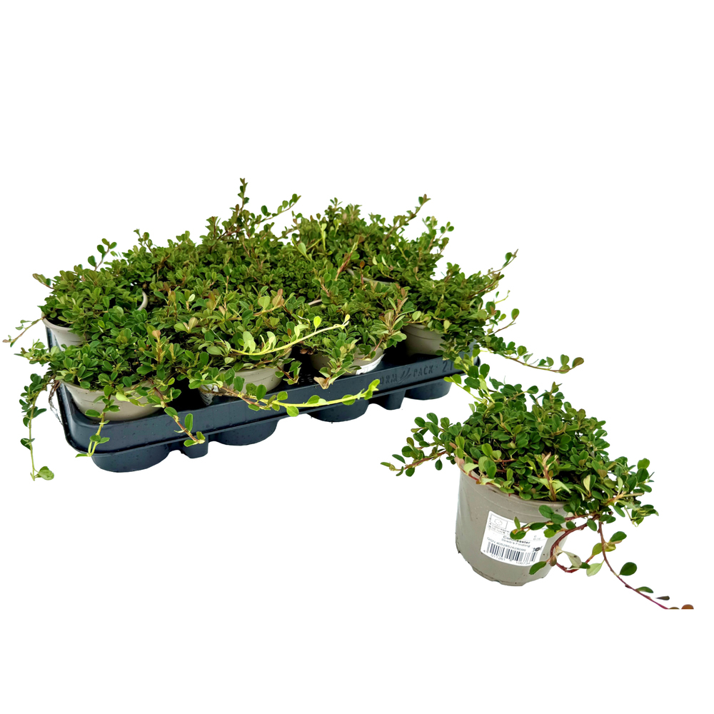 Cotoneaster micro streibs findling