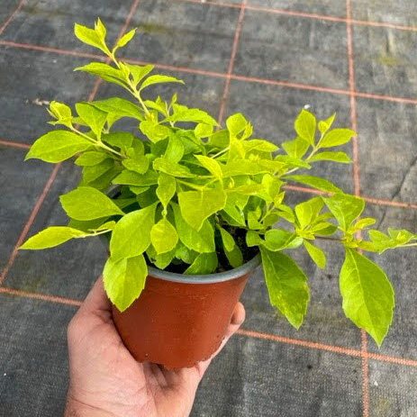duranta repens gold fever