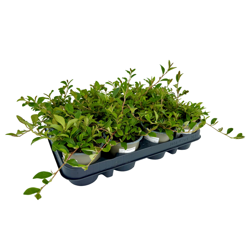 Cotoneaster dammeri radicans