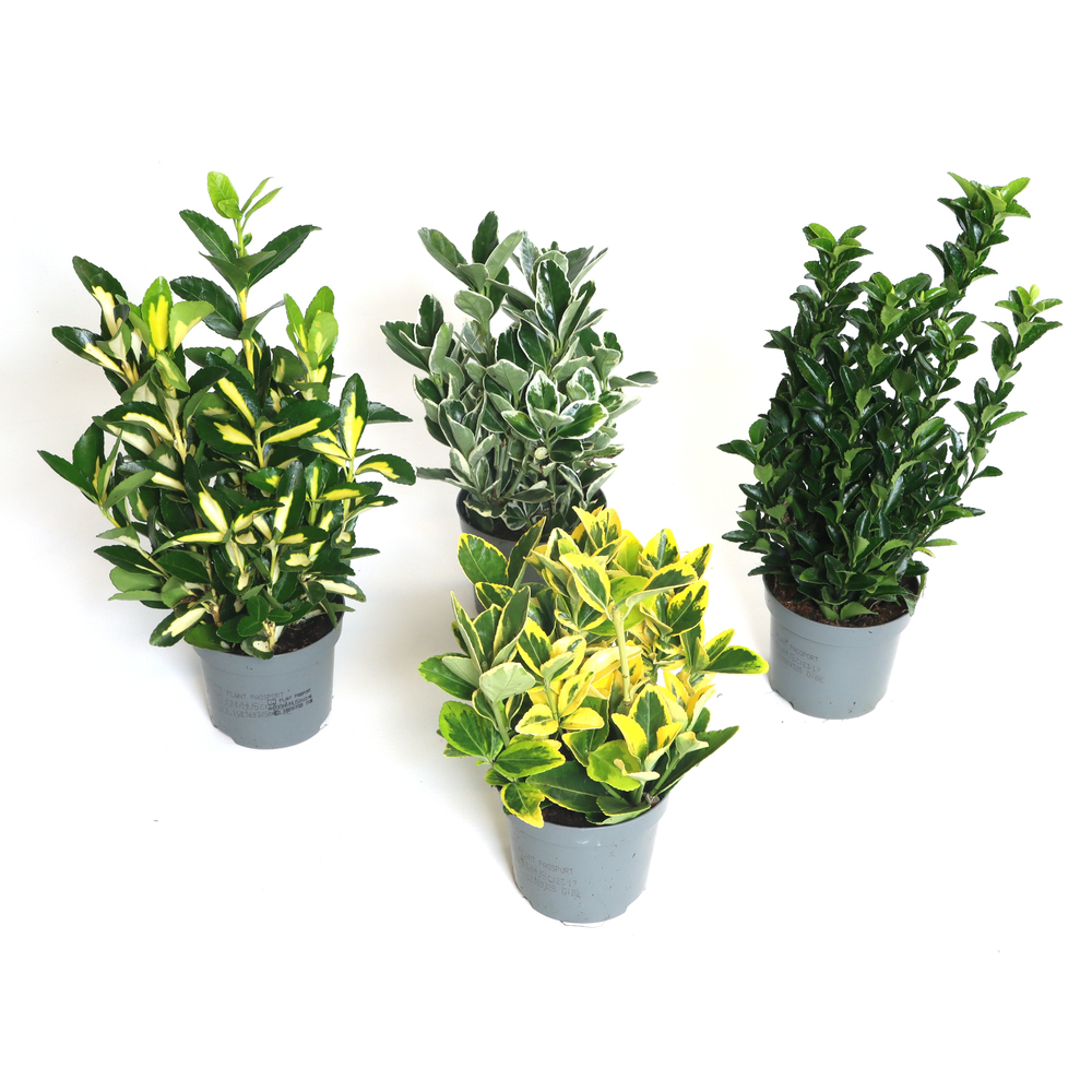 euonymus