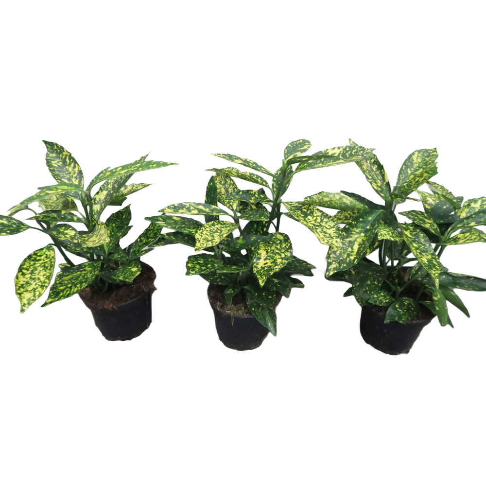 aucuba japonica