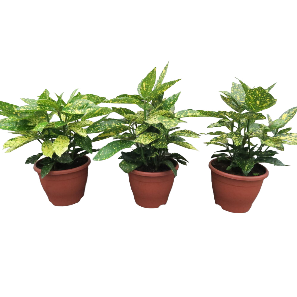 aucuba japonica