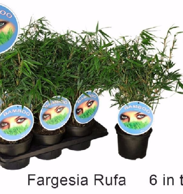 fargesia