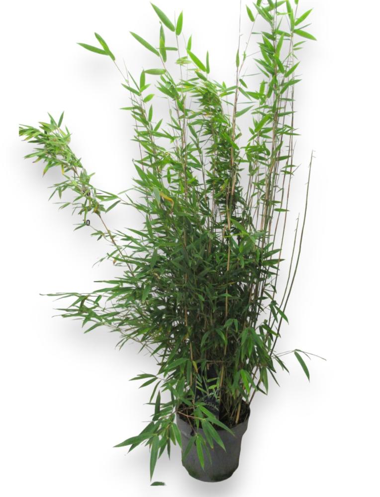 bambusa 