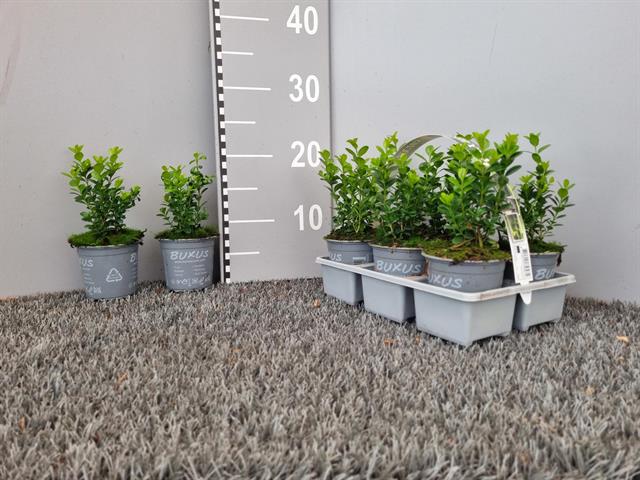 buxus
