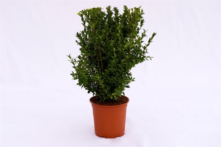 buxus