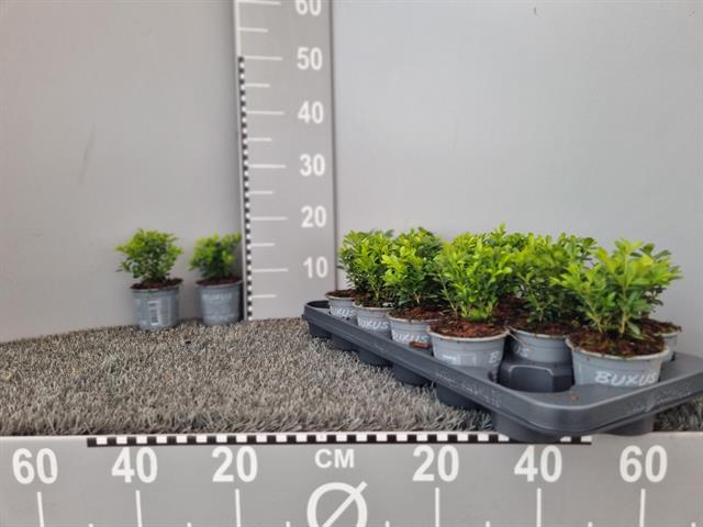 buxus