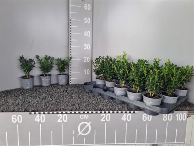 buxus