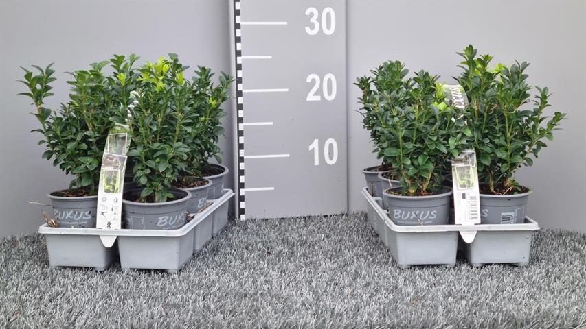 buxus