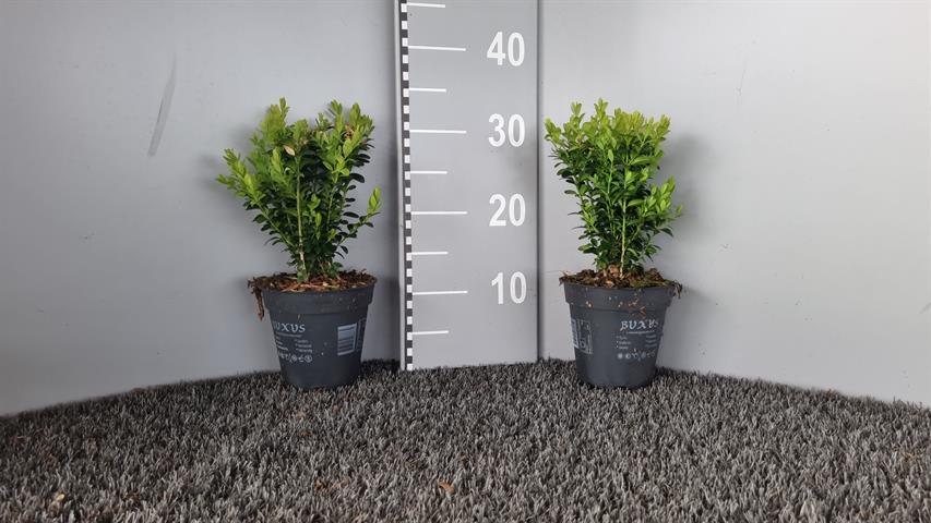 buxus