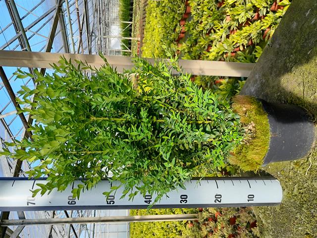 buxus