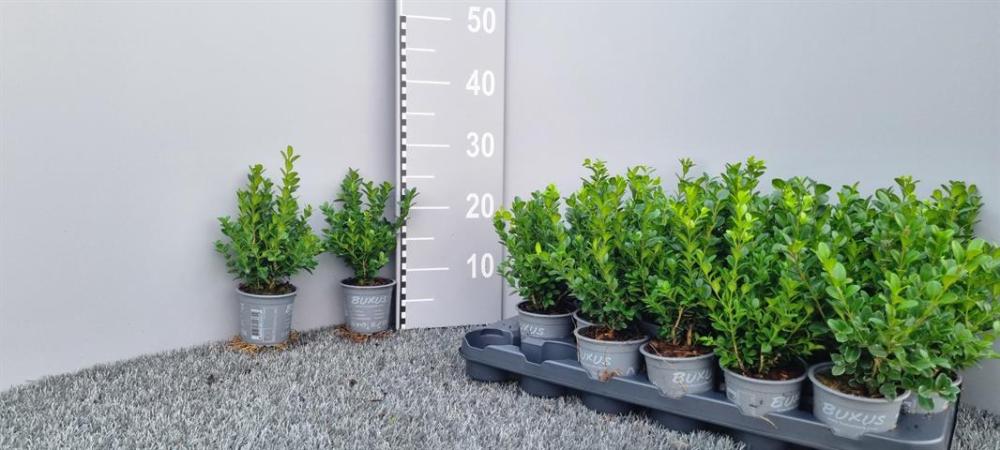 buxus