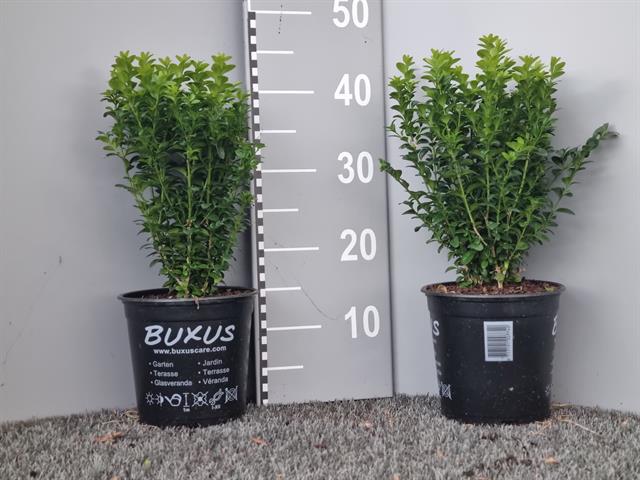 buxus
