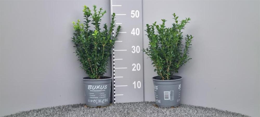 buxus