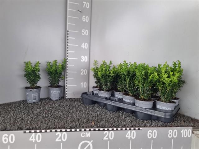 buxus