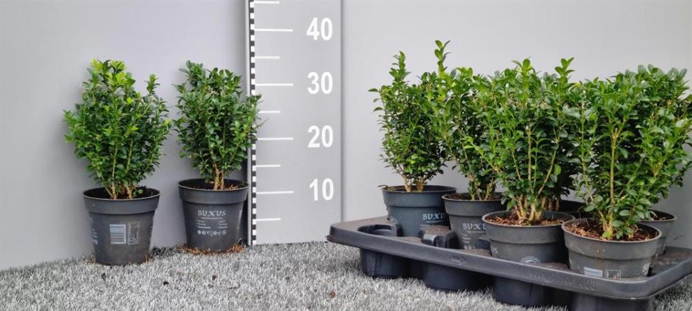 buxus