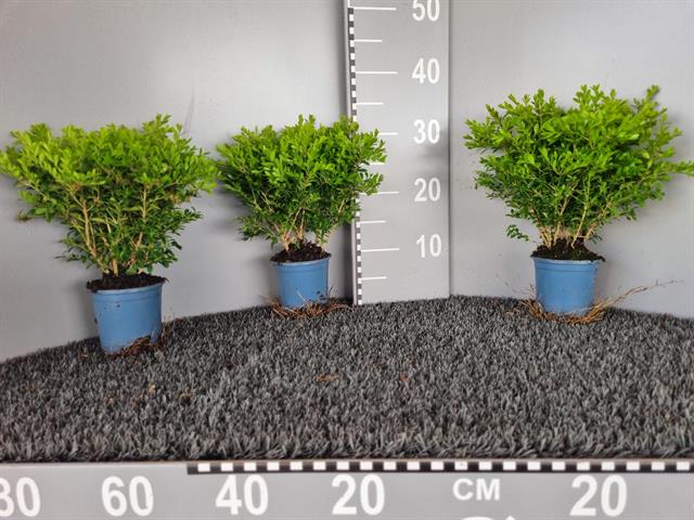 buxus