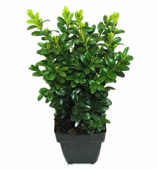 buxus