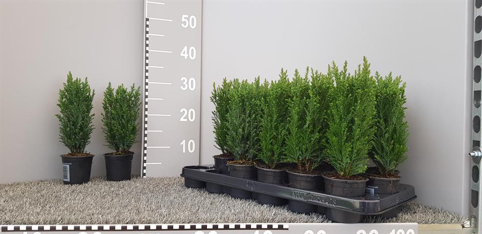 buxus
