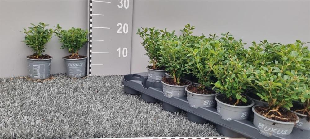 buxus