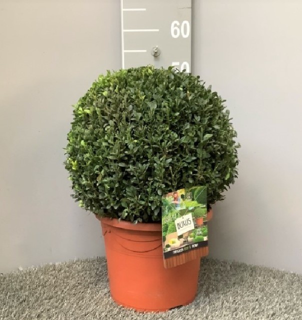 buxus boule