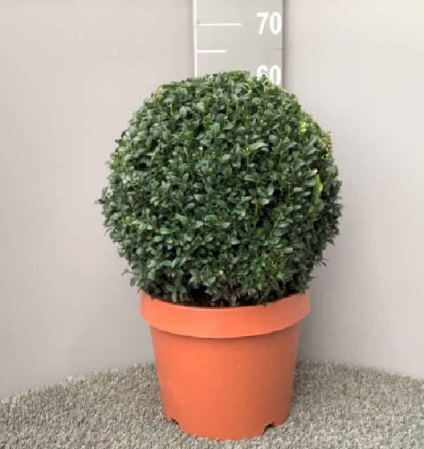 buxus boule