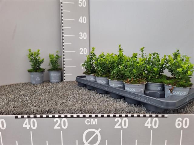 buxus