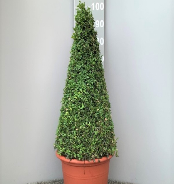 buxus pyramide