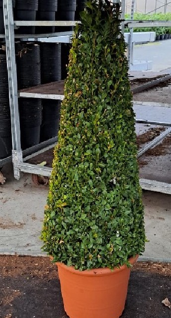 buxus pyramide