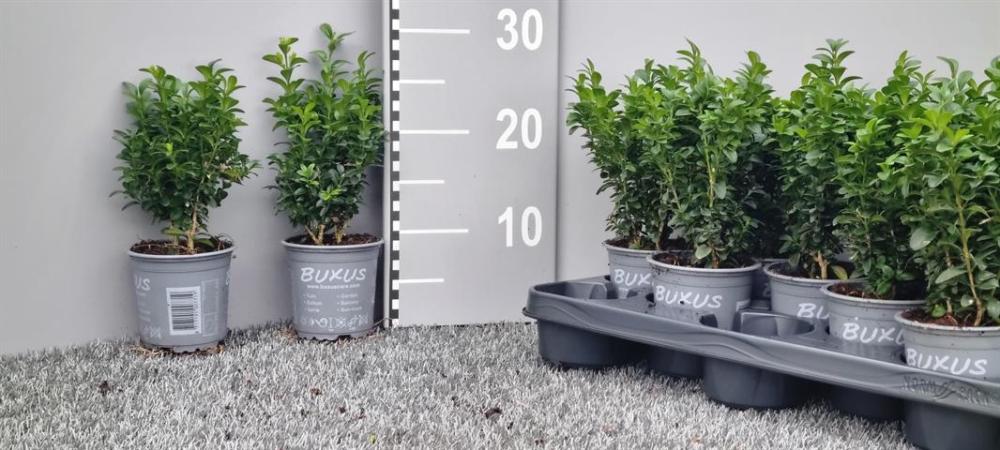 buxus