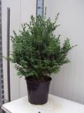 buxus