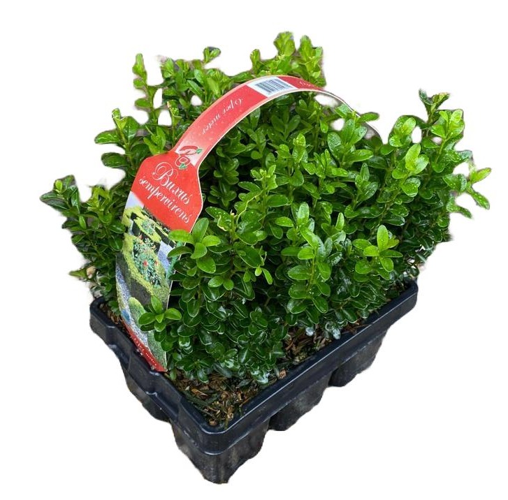 buxus et topinaires
