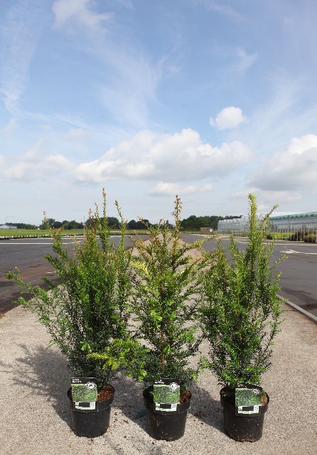 taxus