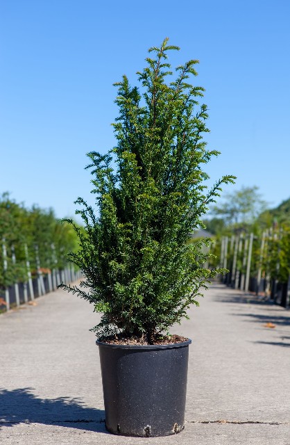 taxus