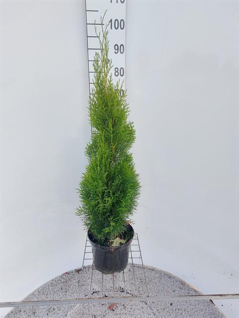 thuja