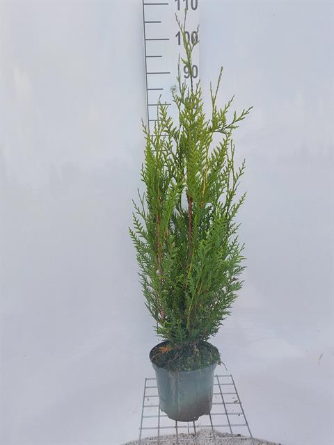 thuja